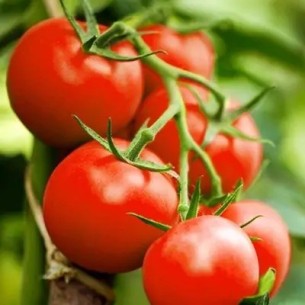 Organic Tomatoes on the vine