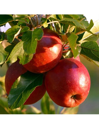 Organic Scrumptious Apple